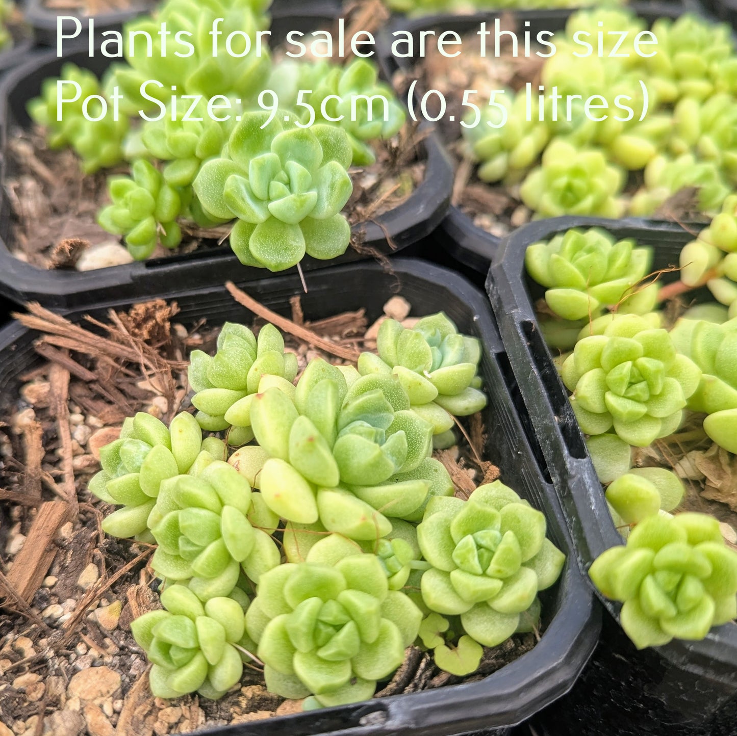 Sedum Clavatum | Tiscalatengo Gorge Sedum