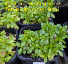 Load image into Gallery viewer, Crassula Pubescens Subsp. Radicans
