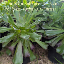 Load image into Gallery viewer, Aeonium Arboreum Velour
