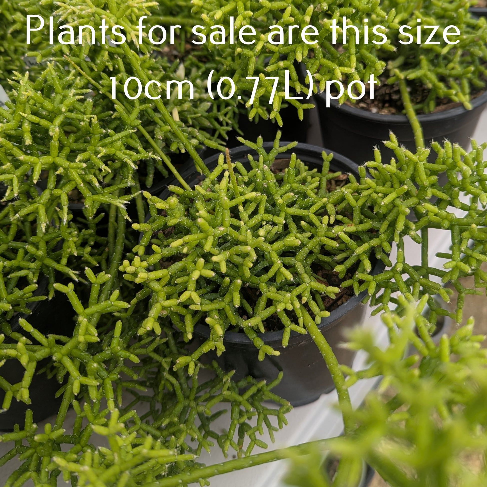 Rhipsalis Cereuscula