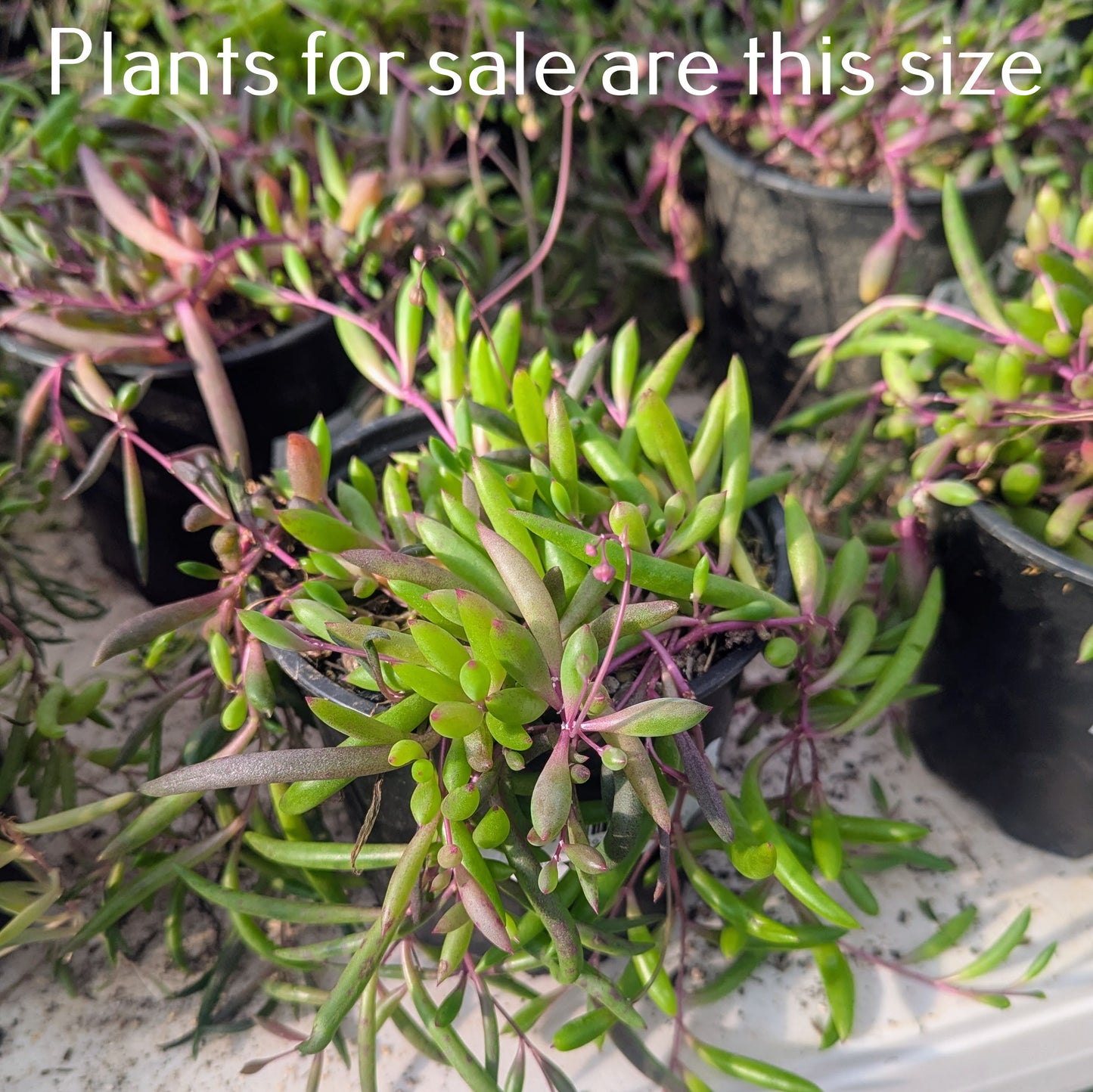 Othonna Capensis | Ruby Necklace