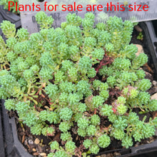 Load image into Gallery viewer, Sedum Hispanicum l Spanish Stonecrop
