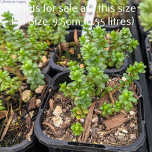 Load image into Gallery viewer, Sedum Oaxacanum
