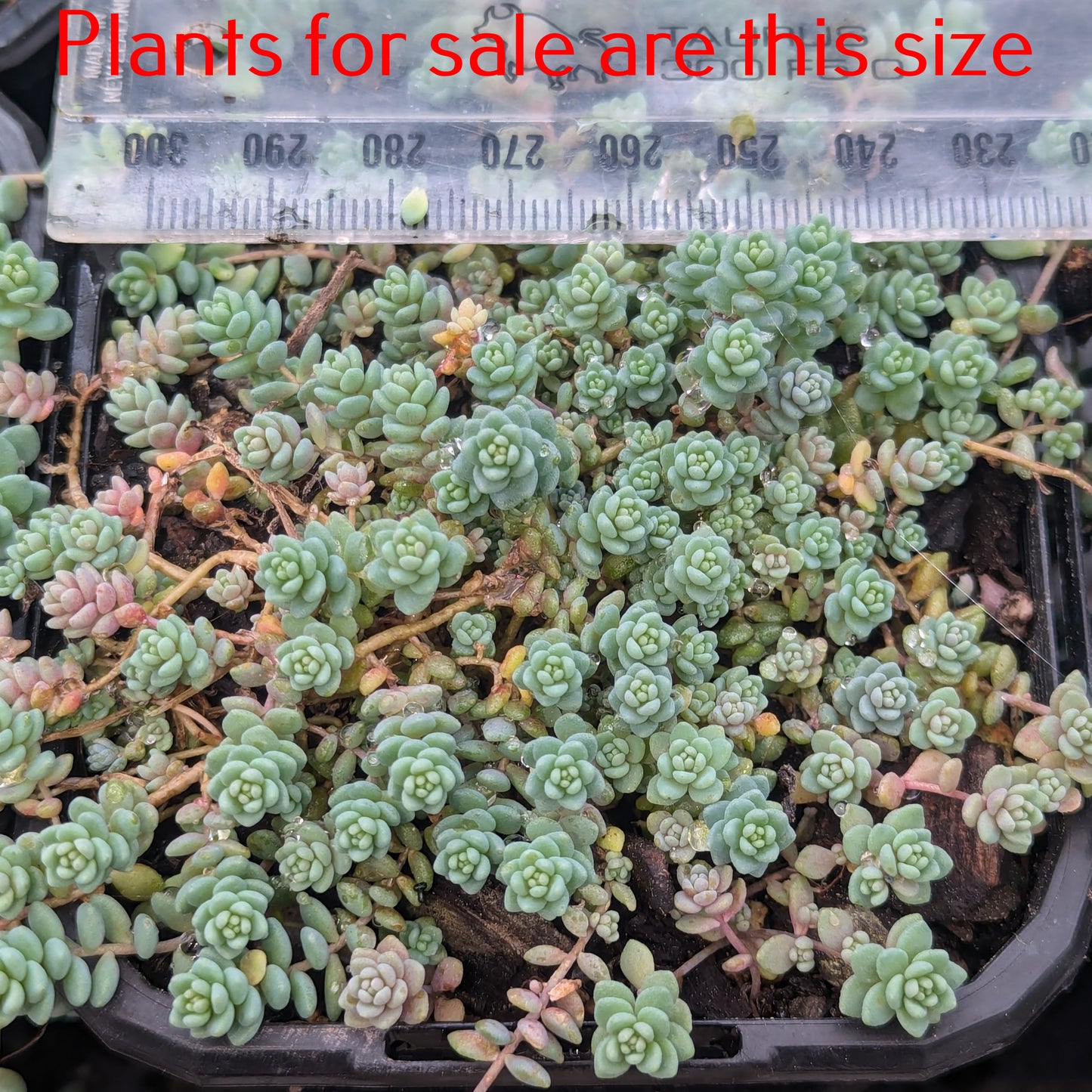 Sedum Dasyphyllum Minor | Blue Tears