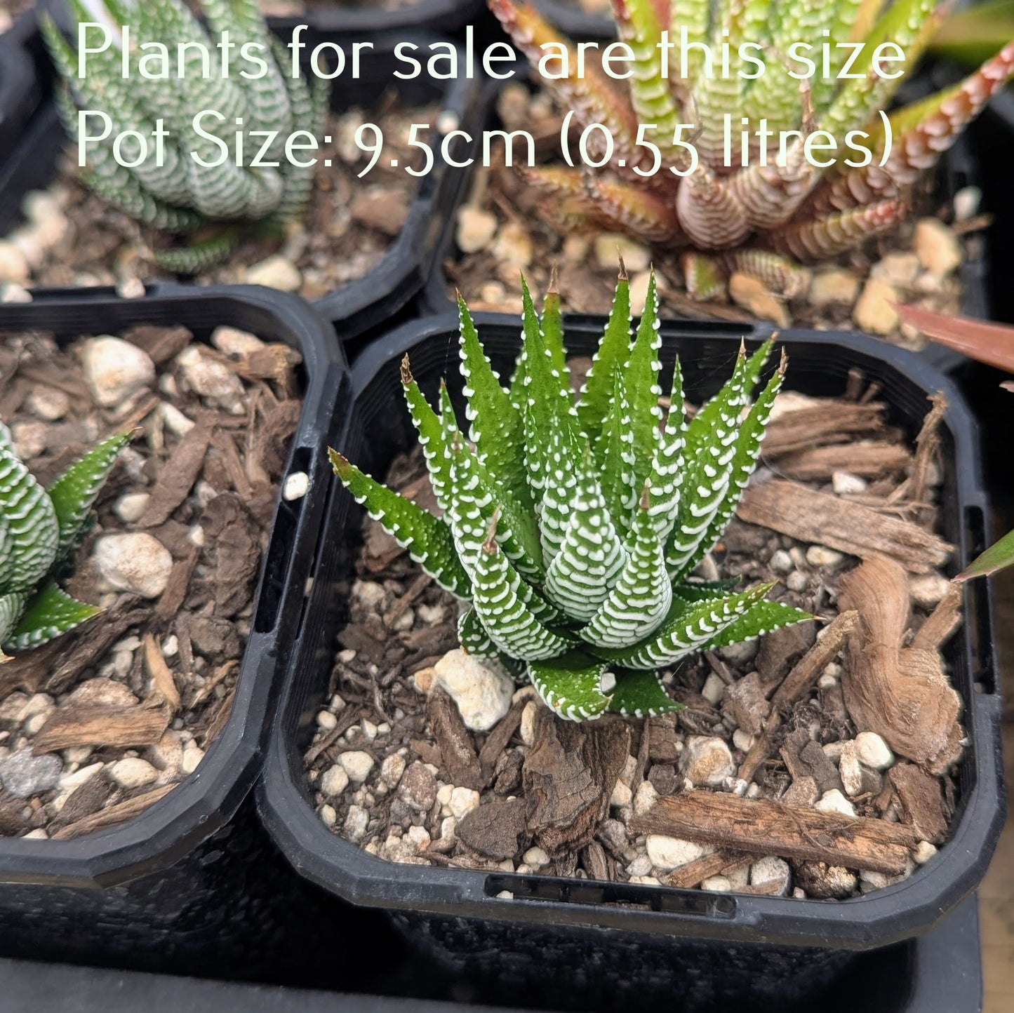 Haworthia Attenuata| Zebra Plant