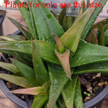 Load image into Gallery viewer, Haworthia Glabrata
