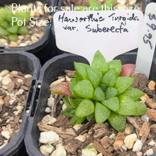 Load image into Gallery viewer, Haworthia Turgida var. Suberecta
