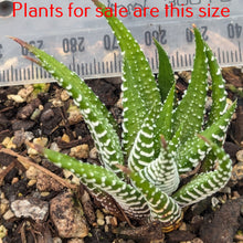 Load image into Gallery viewer, Haworthiopsis Fasciata | Zebra Plant
