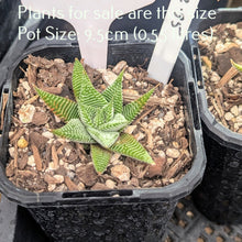 Load image into Gallery viewer, Haworthiopsis Limifoia | Spider White
