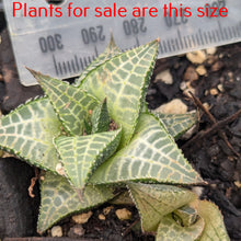 Load image into Gallery viewer, Haworthia Tessellata
