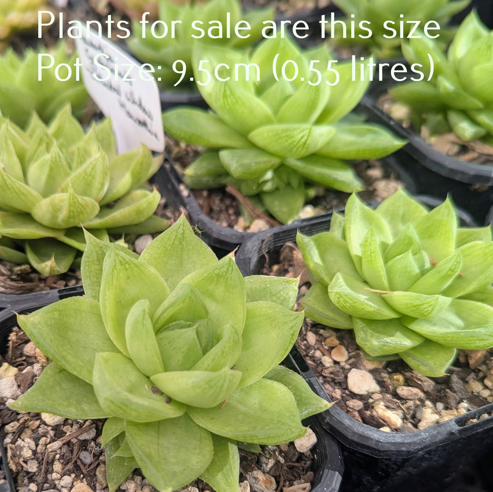 cathedral window succulent Haworthia Cymbiformis