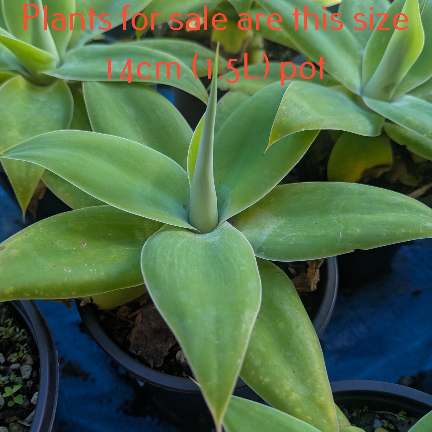 Agave Attenuata | Fox Tail Agave