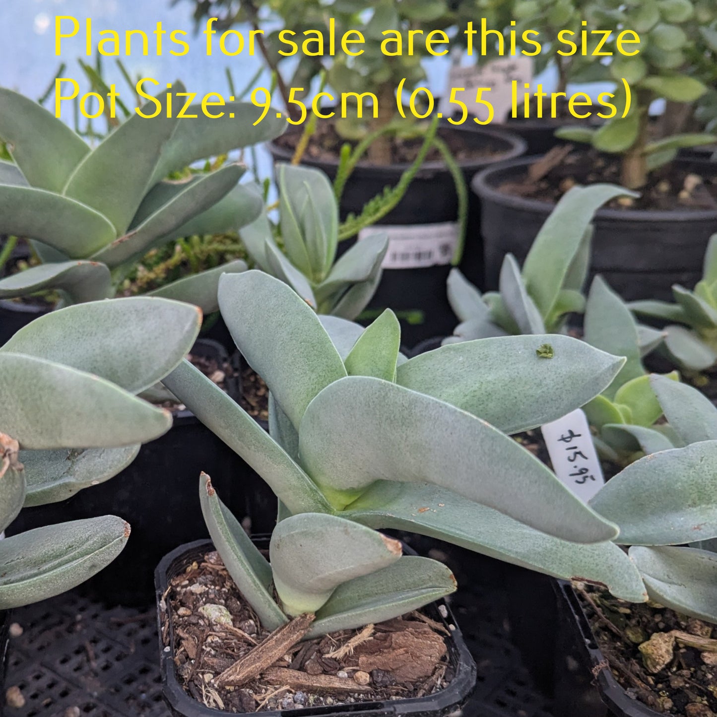 Crassula Falcata | Propeller Plant