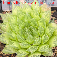 Load image into Gallery viewer, Haworthia Decipiens var Pringlei
