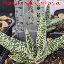 Load image into Gallery viewer, Gasteria Carinata Var. Verrucosa | Ox Tongue Plant
