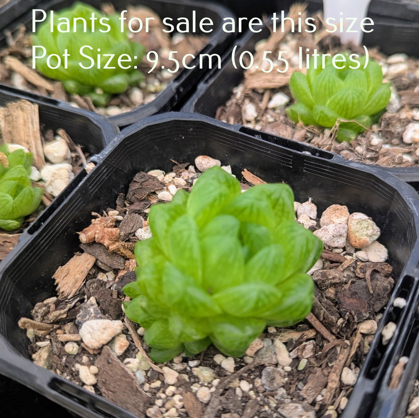 Haworthia Cooperi var Truncata