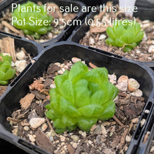 Load image into Gallery viewer, Haworthia Cooperi var Truncata
