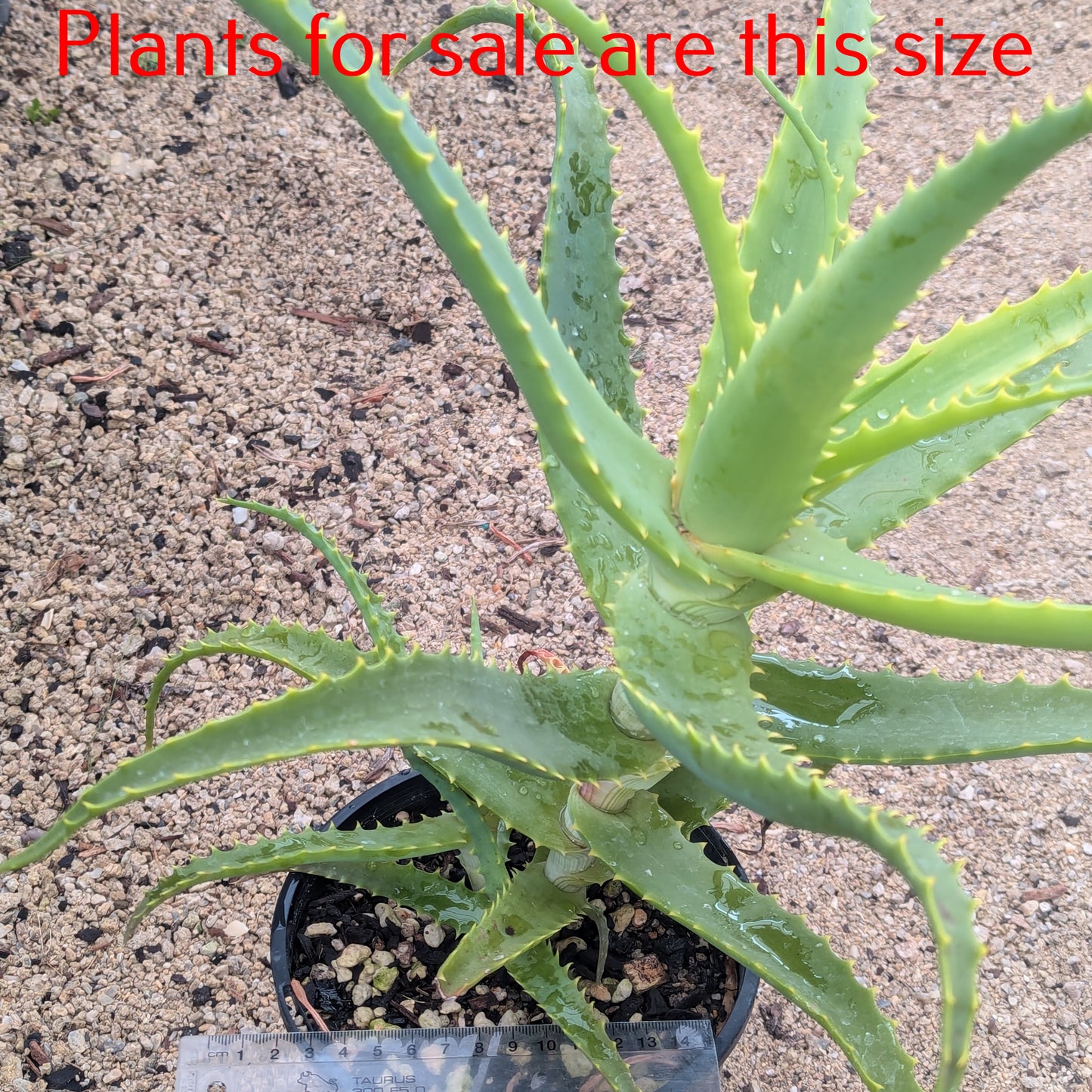 Aloe Arborescens | Torch Aloe