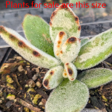 Load image into Gallery viewer, Kalanchoe Tomentosa | Panda Plant
