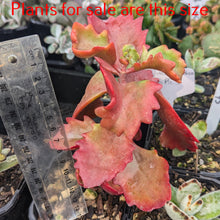 Load image into Gallery viewer, Kalanchoe Sexangularis | Red Leaved Kalanchoe
