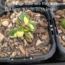 Load image into Gallery viewer, Gasteria Ernest-Ruschii f. Variegata

