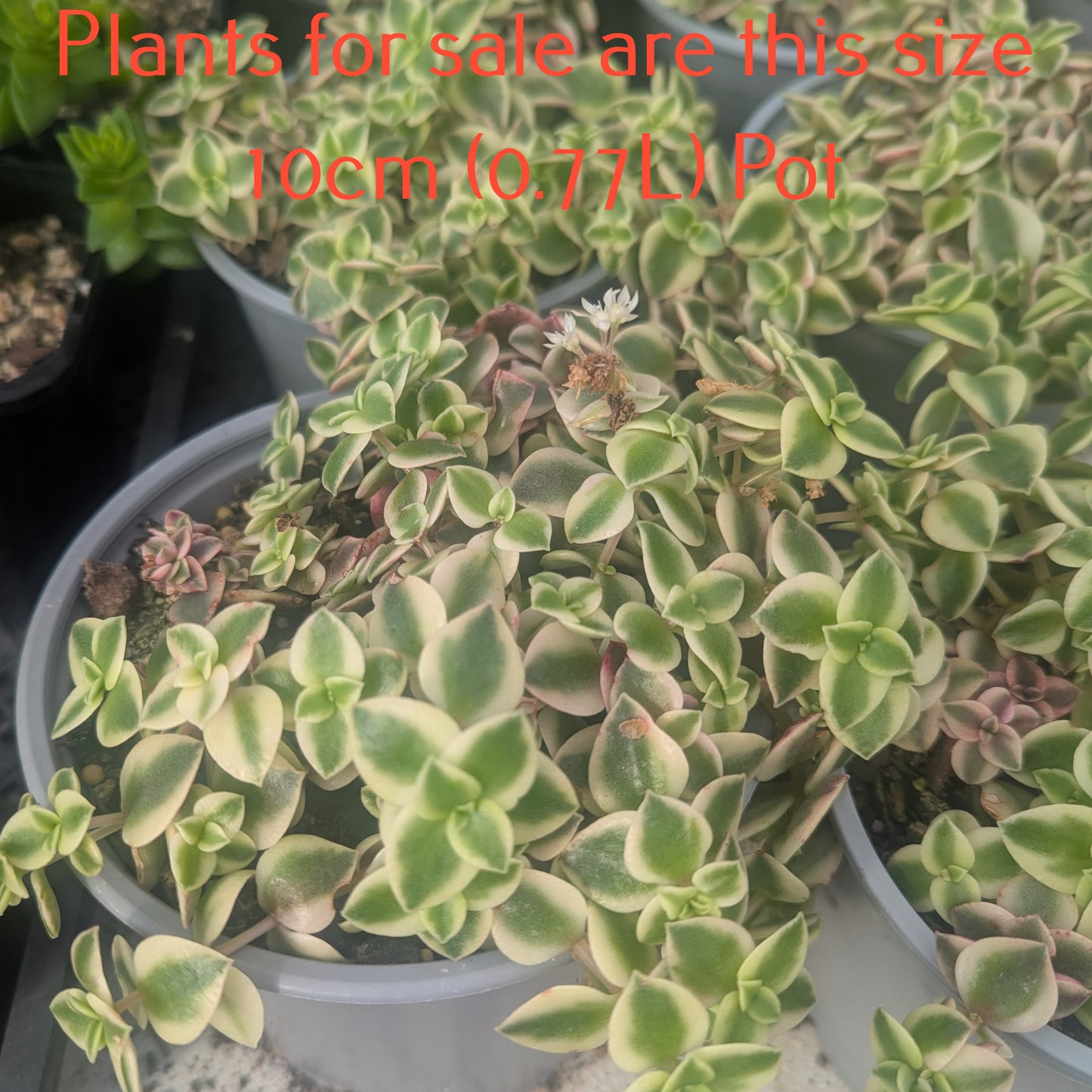 Crassula Pellucida variegata | Calico Kitten
