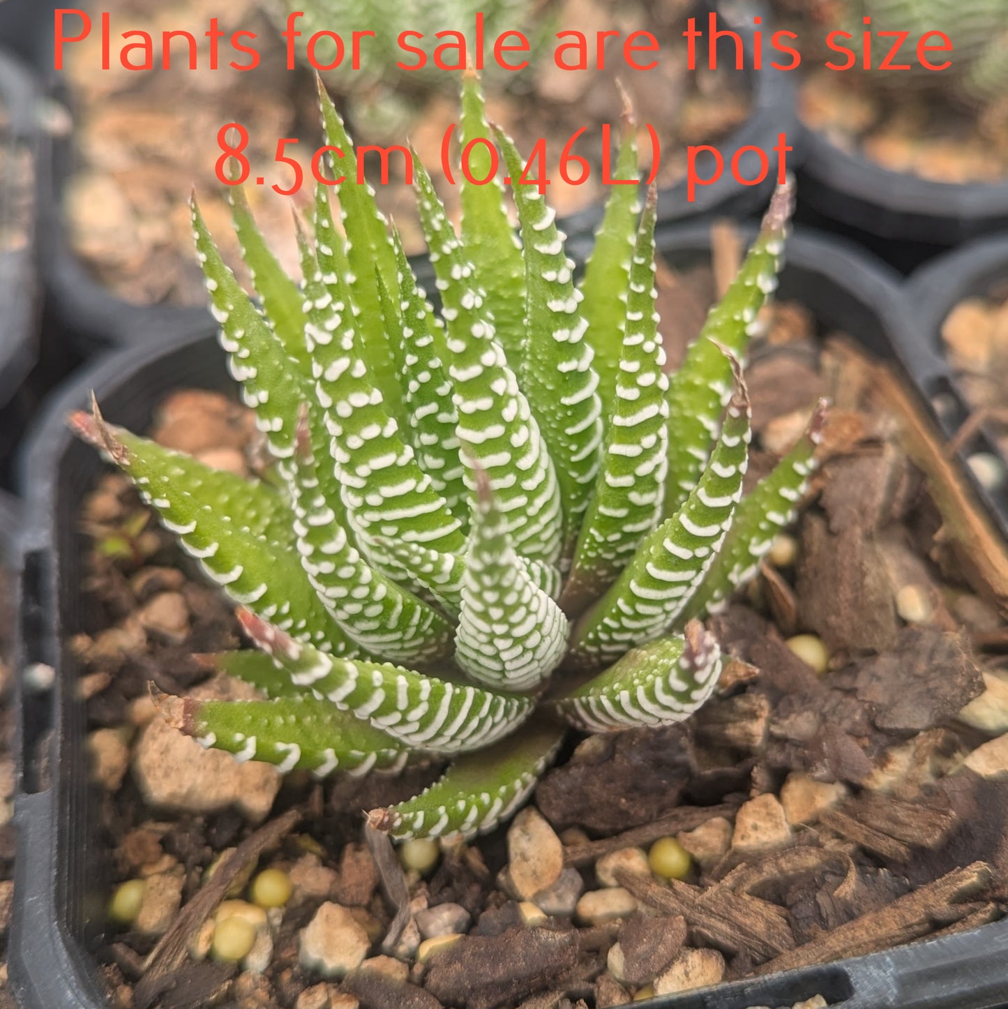 Haworthia Attenuata Fasciata | Zebra Plant
