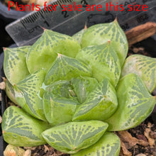 Load image into Gallery viewer, Haworthia Transiens
