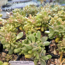 Load image into Gallery viewer, Pachyveria Clavifolia Christata
