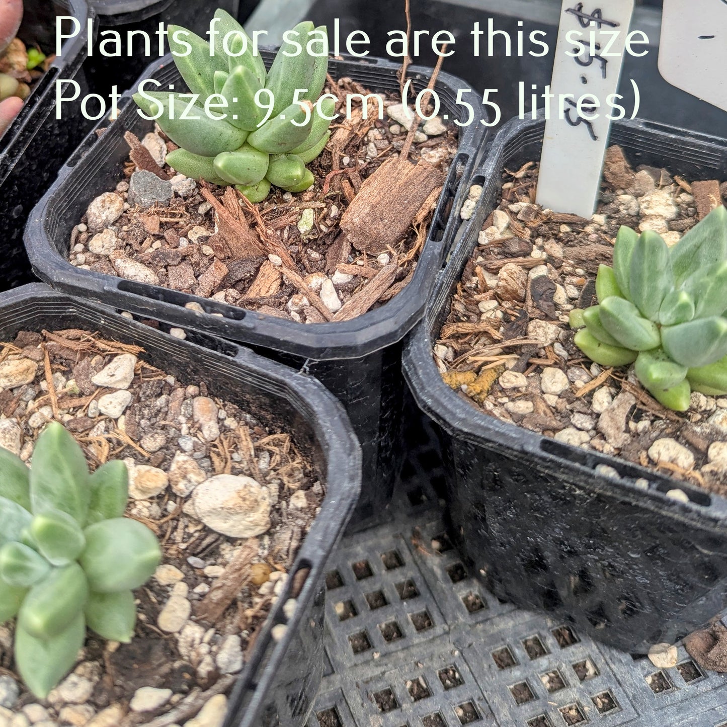 Pachyphytum Compactum Rose | Little Jewel