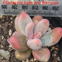 Load image into Gallery viewer, Pachyphytum Fittkaui
