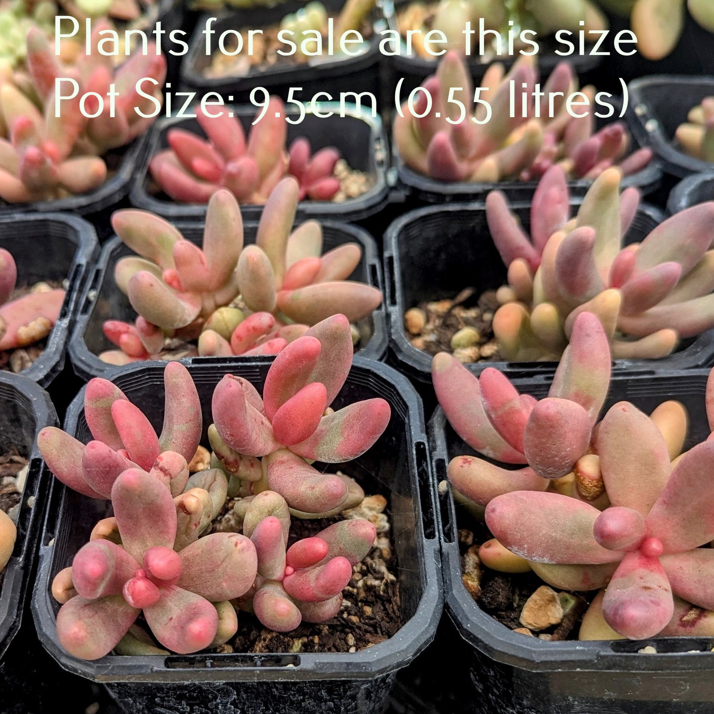 Pachyphytum Fittkaui