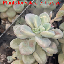 Load image into Gallery viewer, Pachyphytum Oviferum | Moonstones
