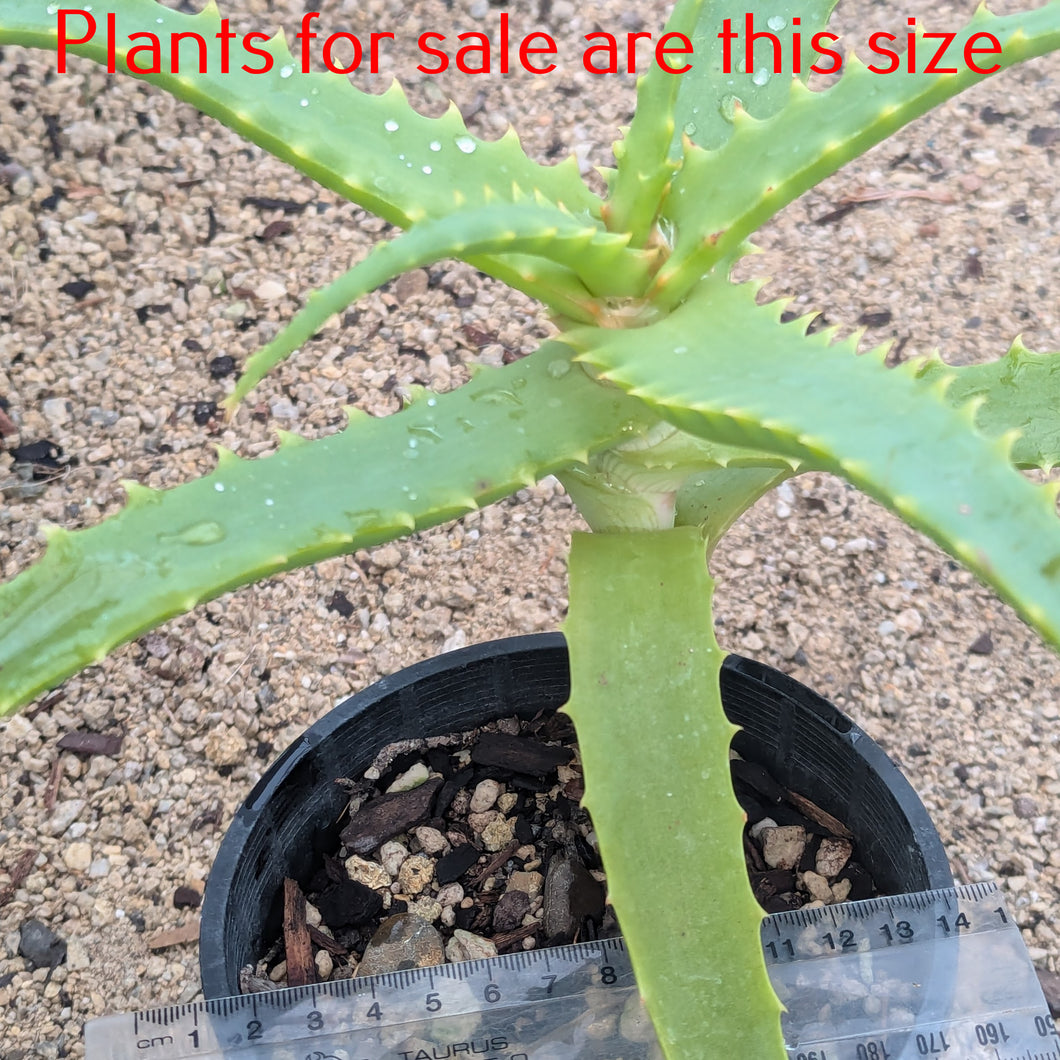 Aloe Arborescens | Torch Aloe