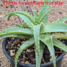 Load image into Gallery viewer, Aloe Andongensis
