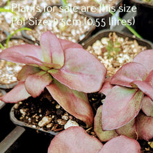 Load image into Gallery viewer, Sedum Midnight Coral
