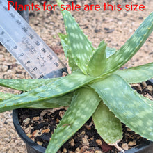 Load image into Gallery viewer, Aloe Maculata | Soap Aloe
