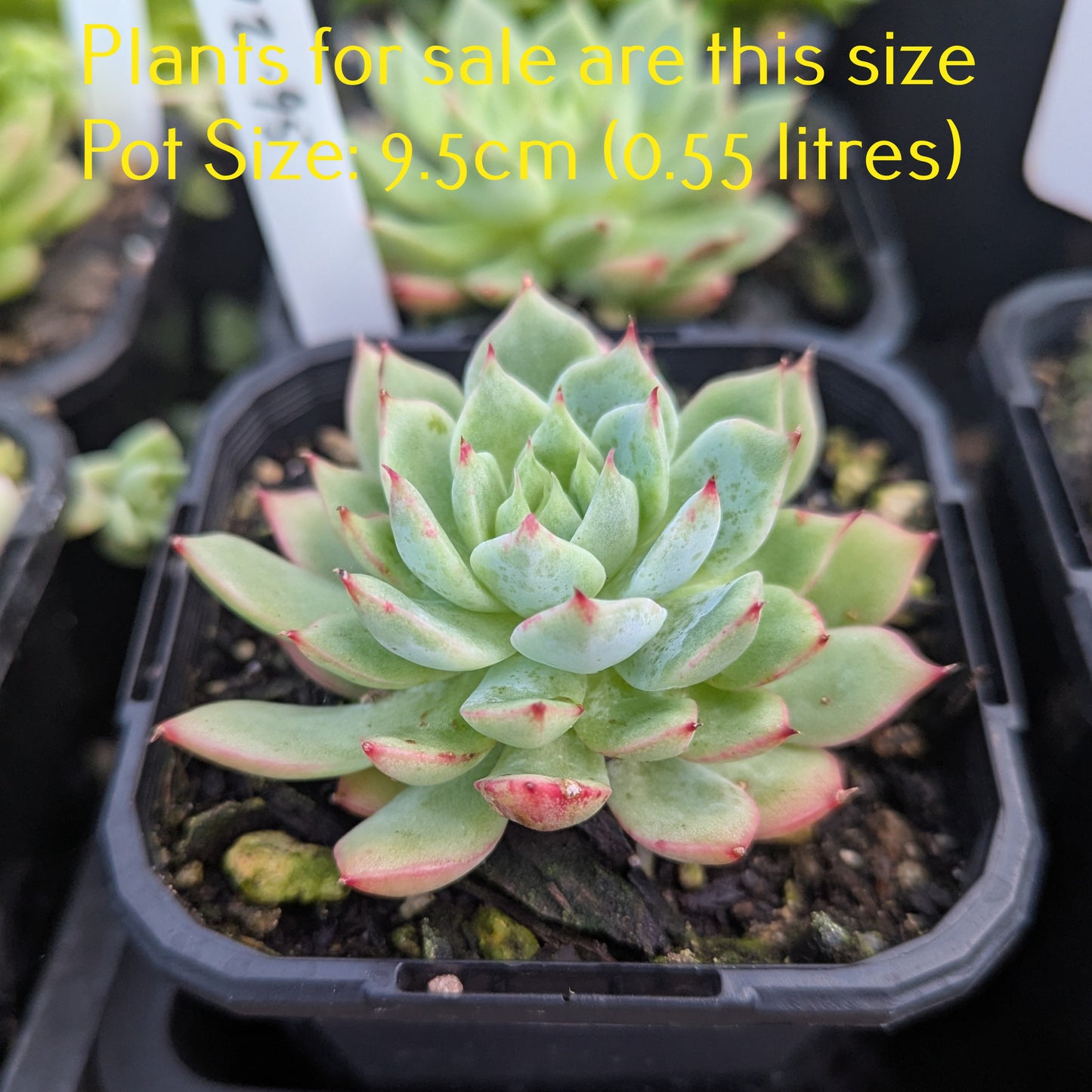 Echeveria Tippy