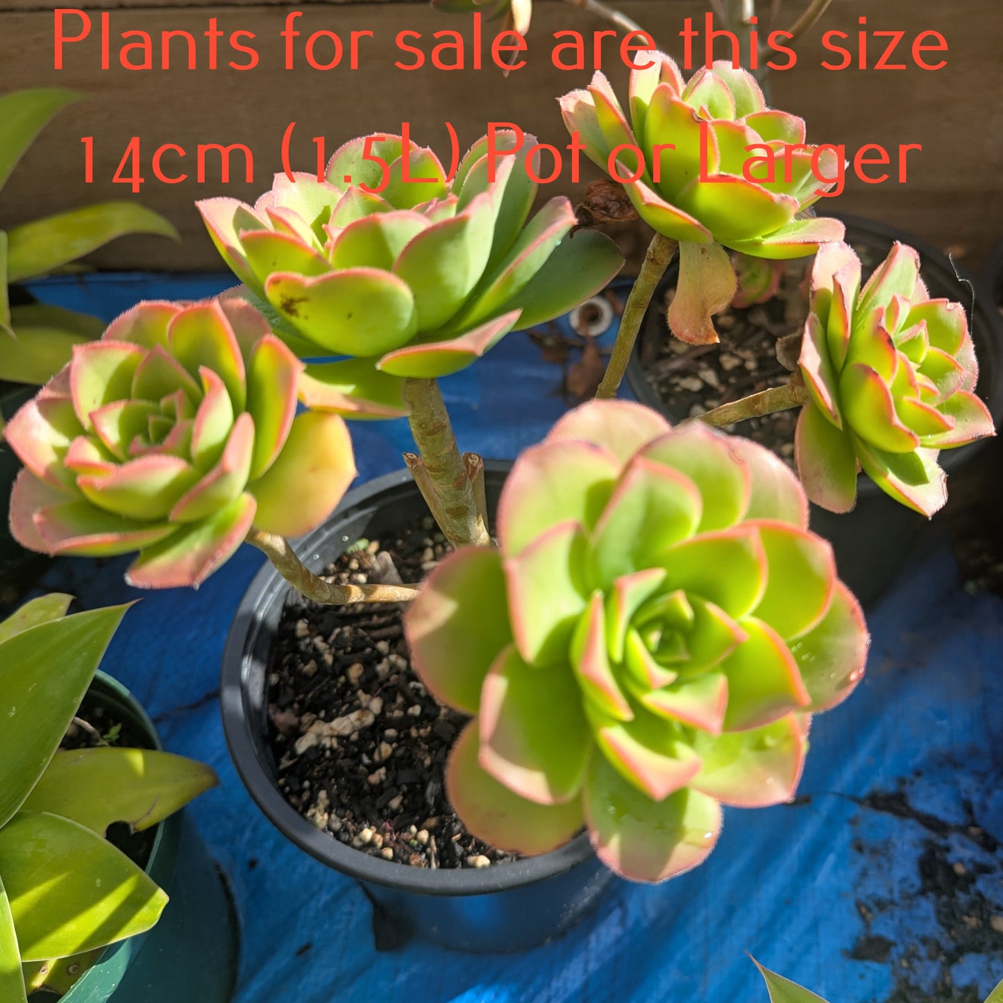 Aeonium Bronze Medal