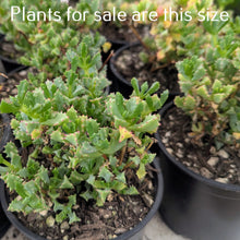 Load image into Gallery viewer, Lampranthus Blandus | Pink Vygie
