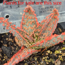 Load image into Gallery viewer, Aloe Piranha
