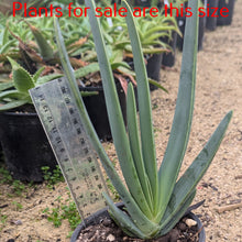 Load image into Gallery viewer, Aloe Plicatilis | Fan Aloe
