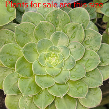 Load image into Gallery viewer, Aeonium Urbicum | Saucer Plant
