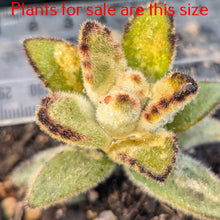 Load image into Gallery viewer, Kalanchoe Tomentosa Cinnamon  | Monkey King
