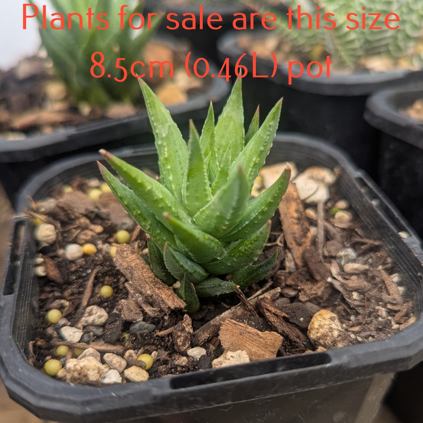 Haworthia Glauca var Herrei