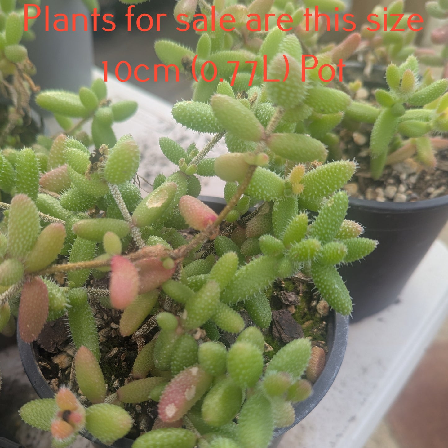 Delosperma Echinatum | Pickle Plant