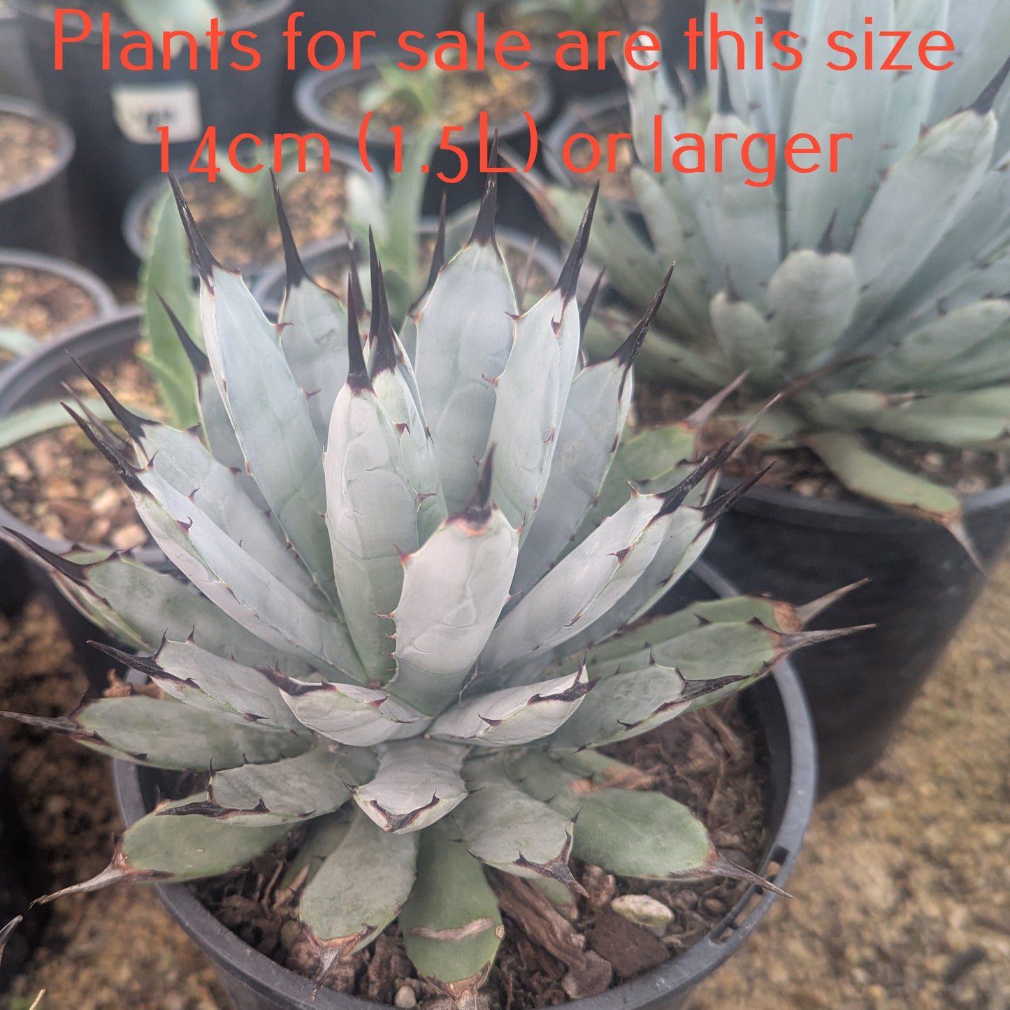 Agave Little Penguins