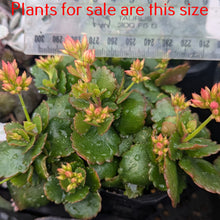 Load image into Gallery viewer, Kalanchoe Candy Cane
