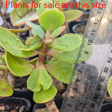 Load image into Gallery viewer, Kalanchoe Rotundifolia
