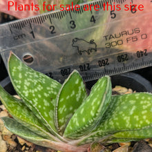 Load image into Gallery viewer, Gasteria Pillansii | Mother-in-Laws Tongue
